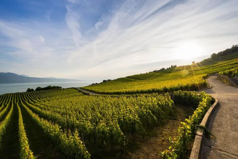 Terraced vineyards Lavo