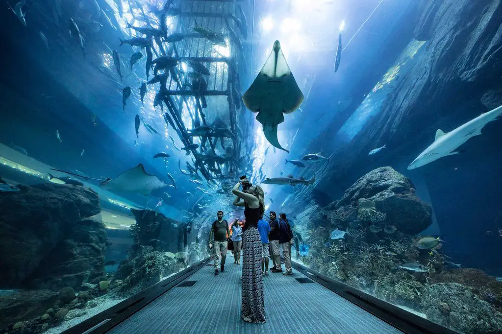 dubai mall aquarium tour